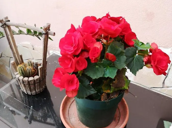 Casa Valeria 4* קטאניה