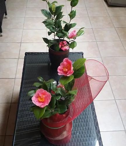 לינה וארוחת בוקר Casa Valeria 4*