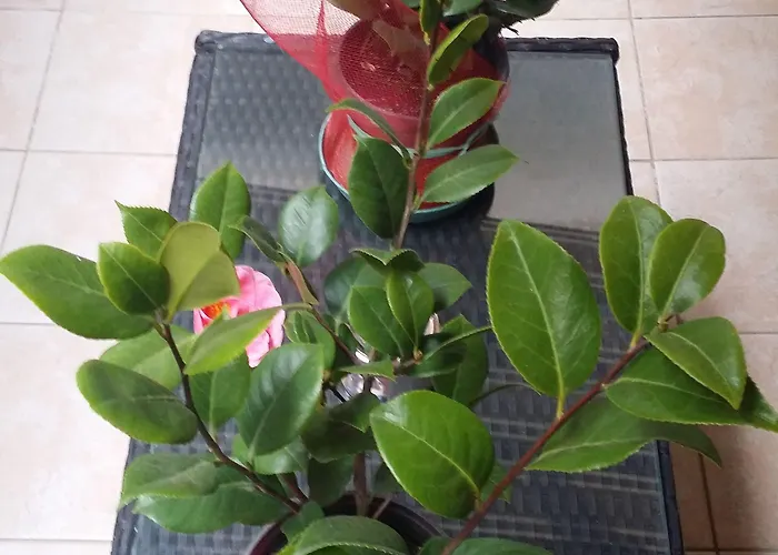 Casa Valeria קטאניה